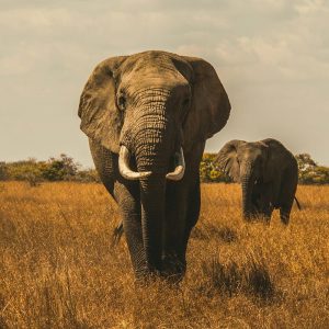 elephant back