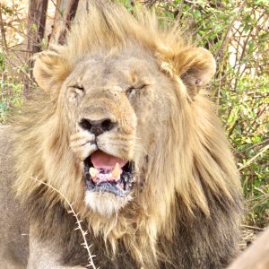 pilansberg lion