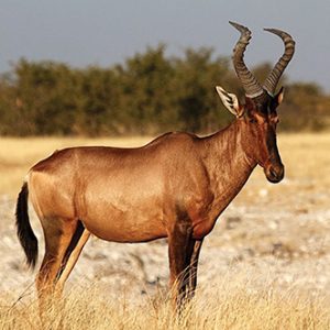 game drive 02