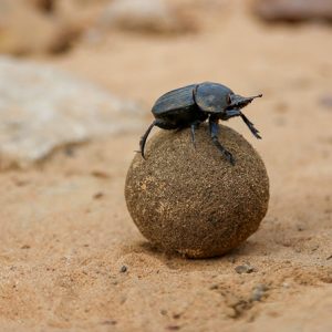 bug