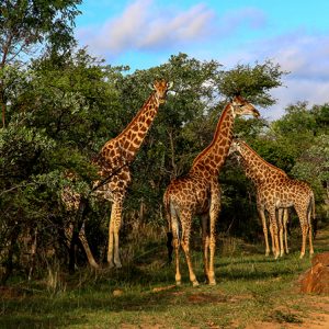 giraffe