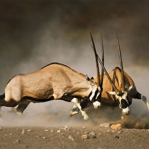 umngane wildlife gallery