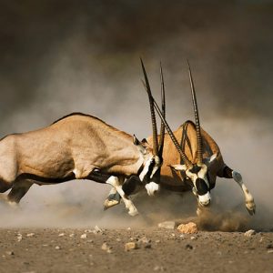 gemsbok